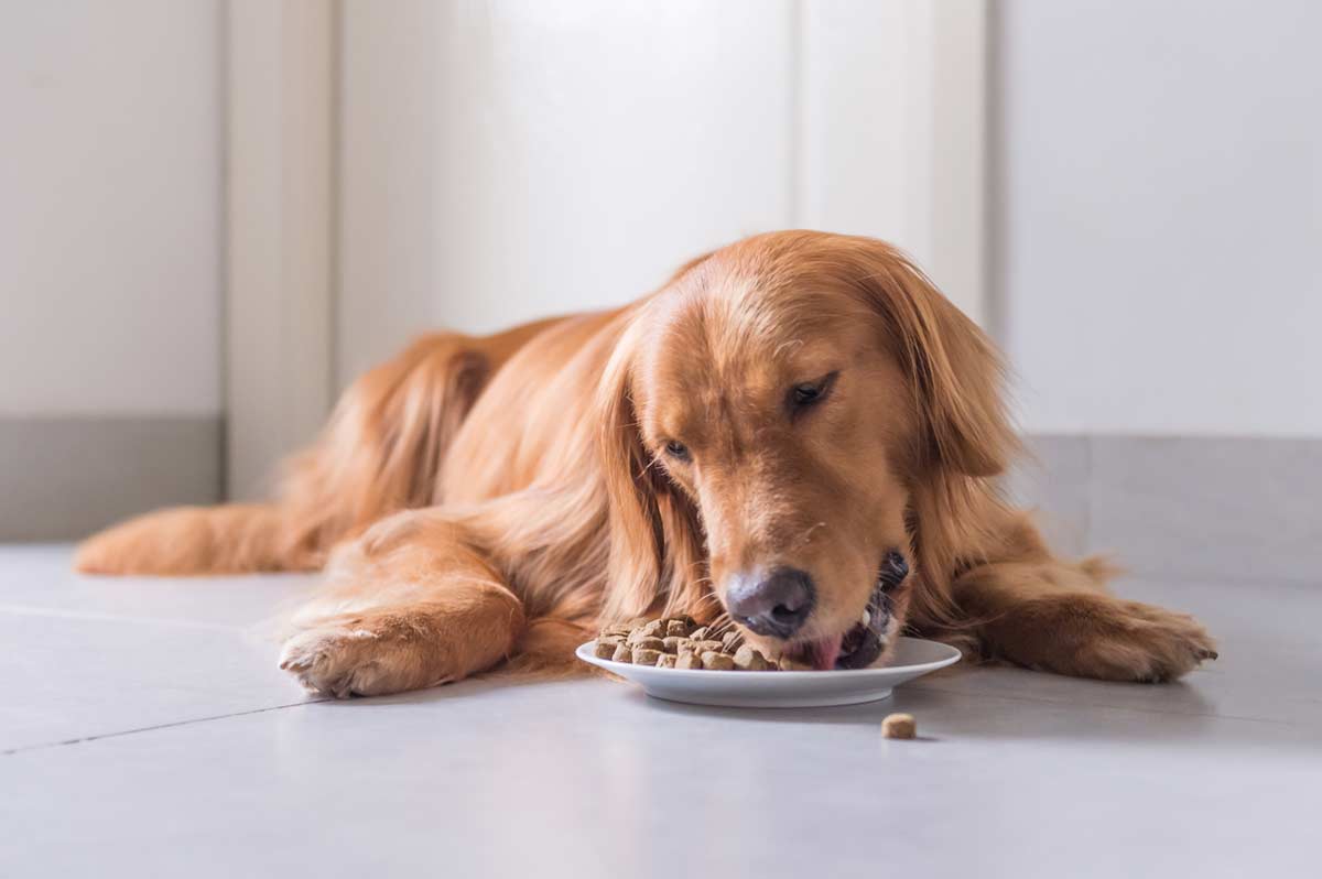 High Carbohydrate Diets for Dogs Could be Harmful